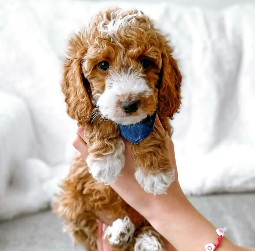Puppy Slide 1